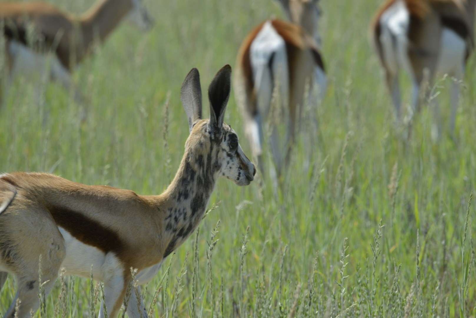 Kgalagadi Transfrontier Park