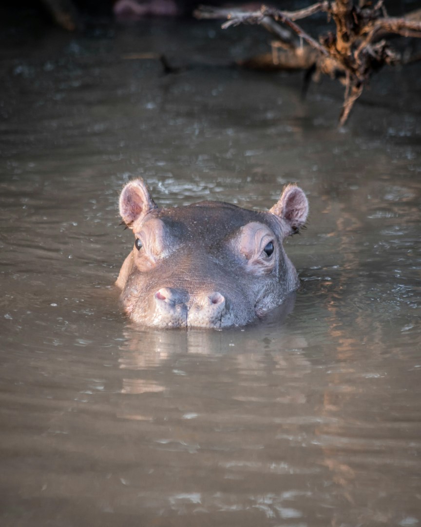 Baby Hippo - Photo Credit: Photo by Asher Pardey on Unsplash