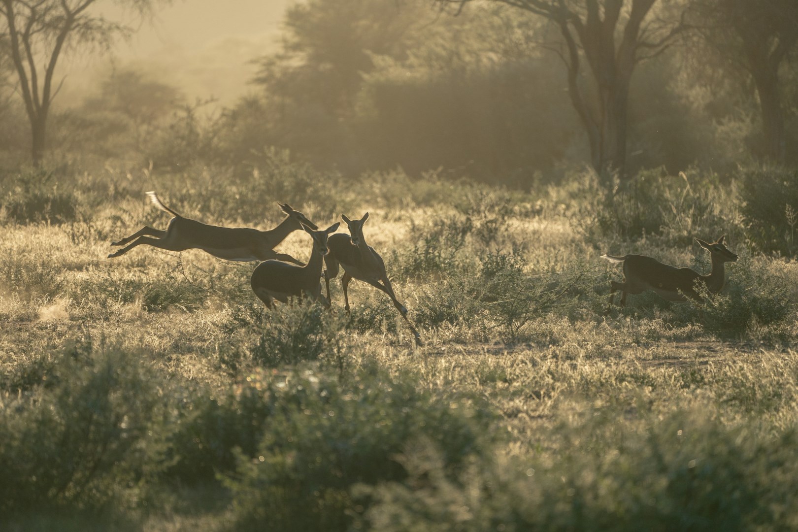 Okonjima Nature Reserve