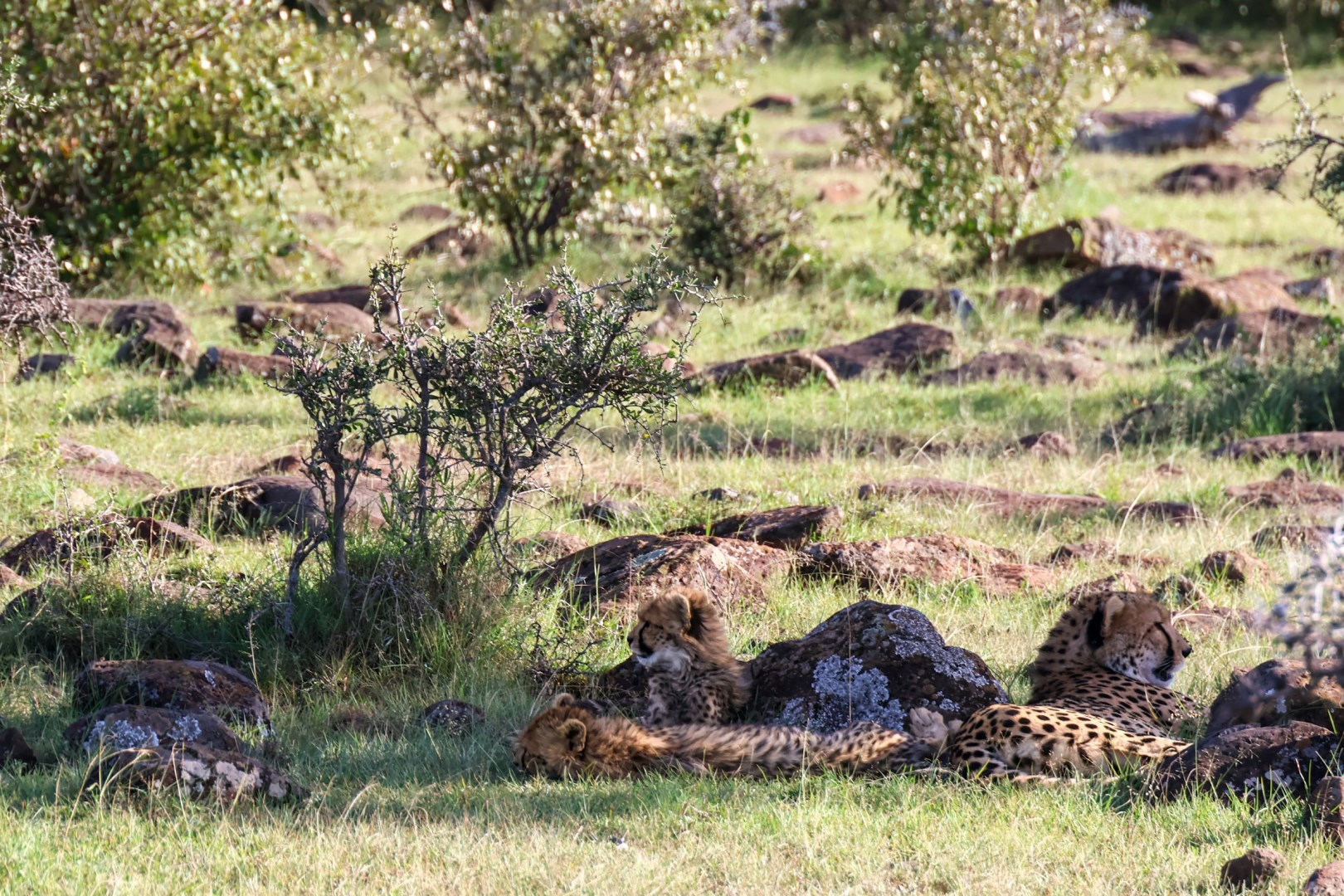 Naboisho Conservancy