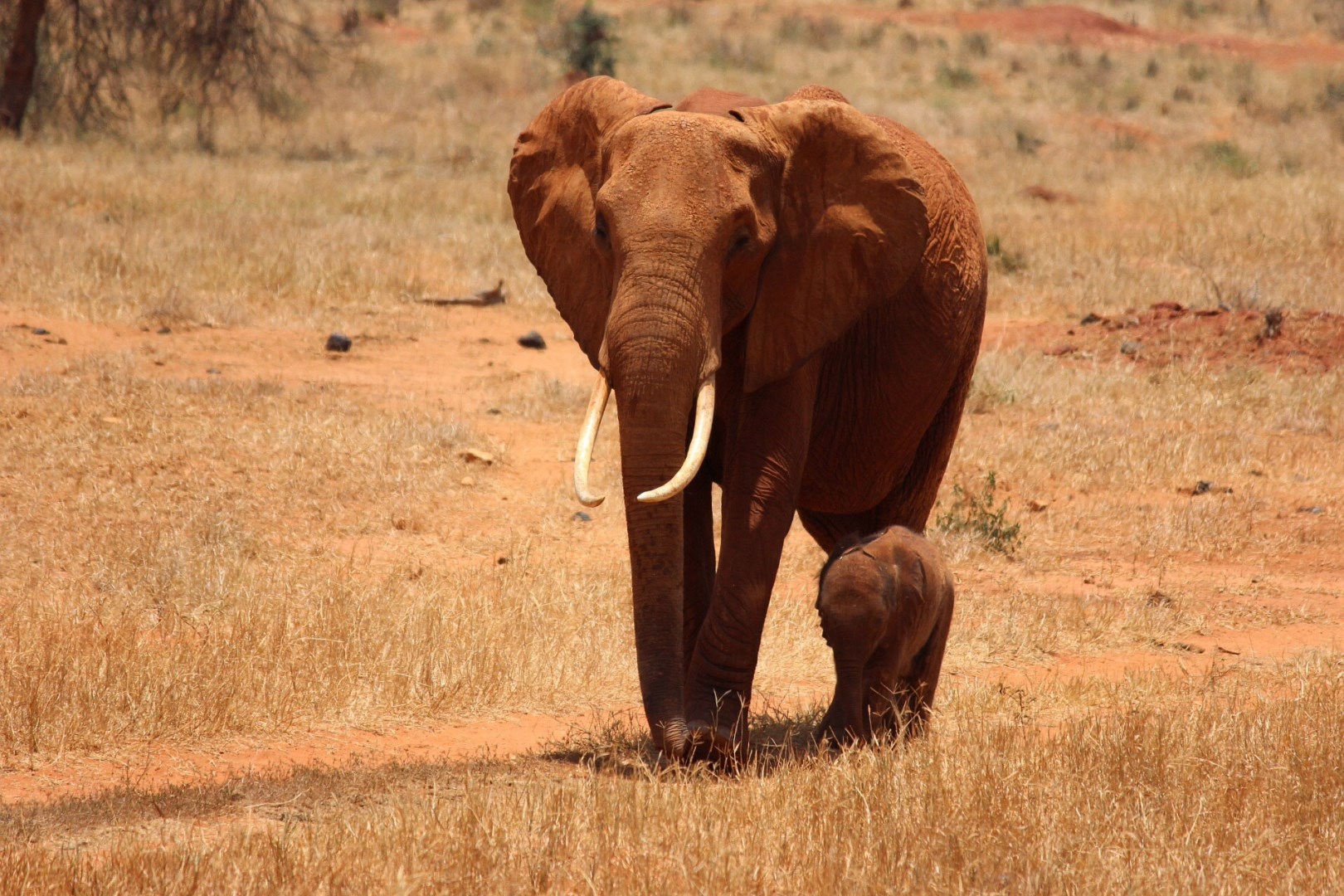 Tsavo National Park