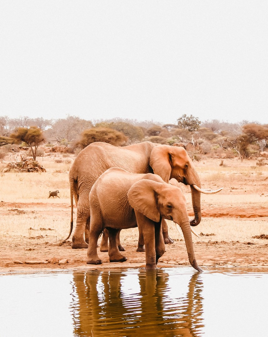  Photo Credit: Photo by alexia ellesse on Unsplash
