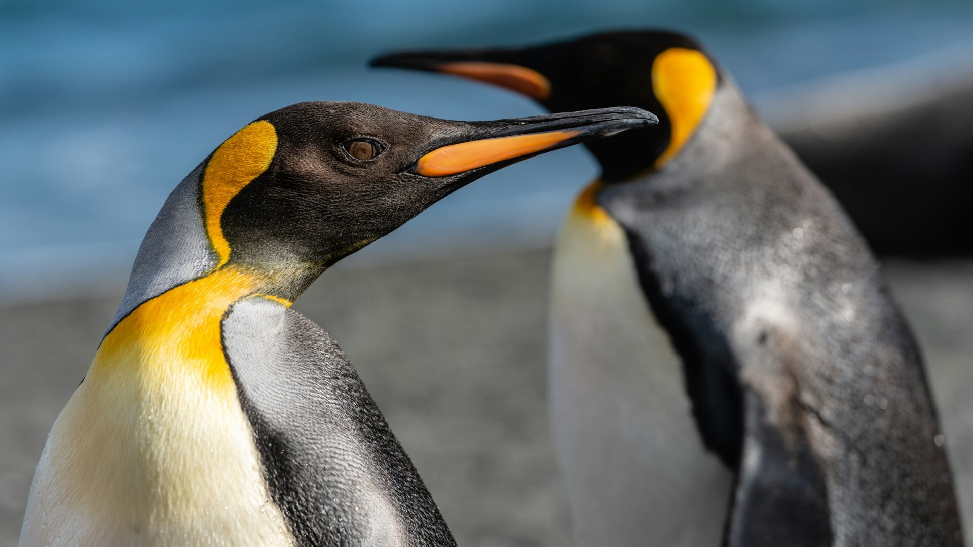  Photo Credit: Photo by Paul Carroll on Unsplash