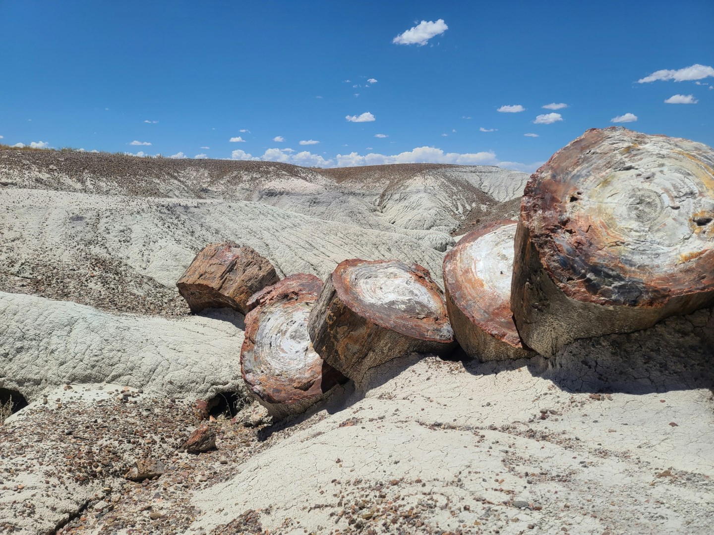 220 Million Year Old Fossilized Wood - Photo Credit: Photo by Noel DeJesus on Unsplash