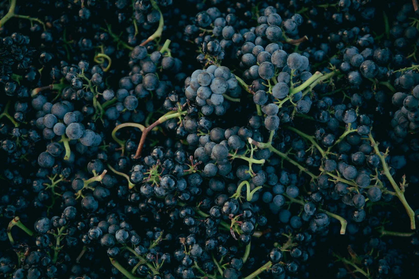  Photo Credit: Photo by Molly Bailey on Unsplash