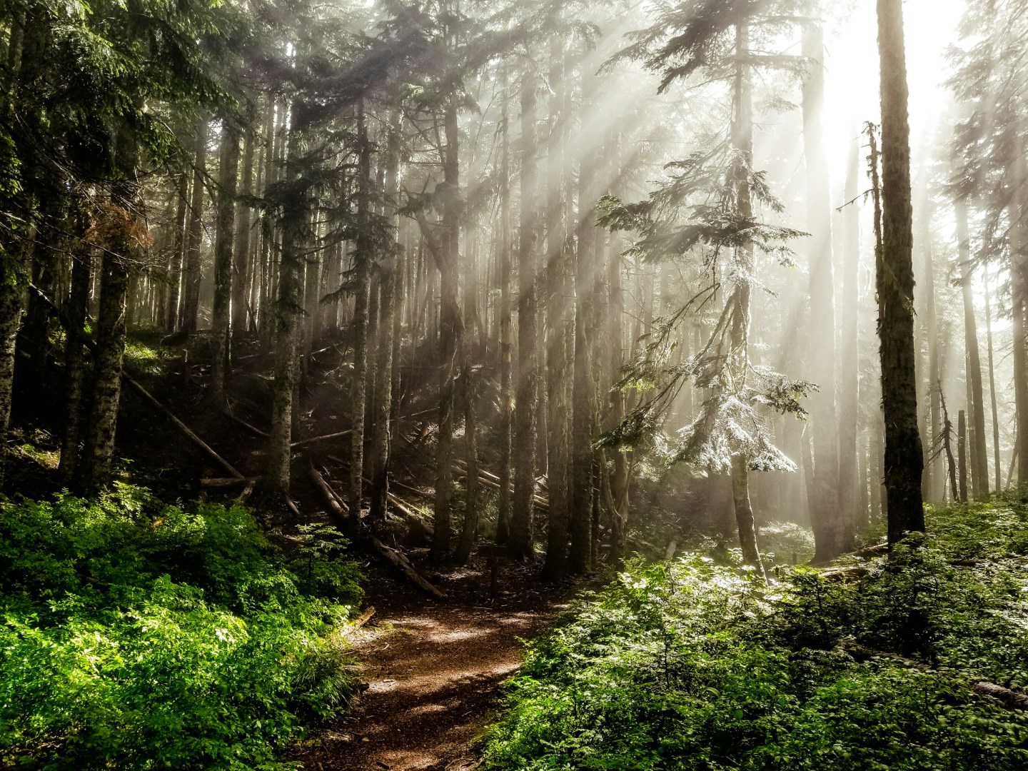 Mount Hood National Forest