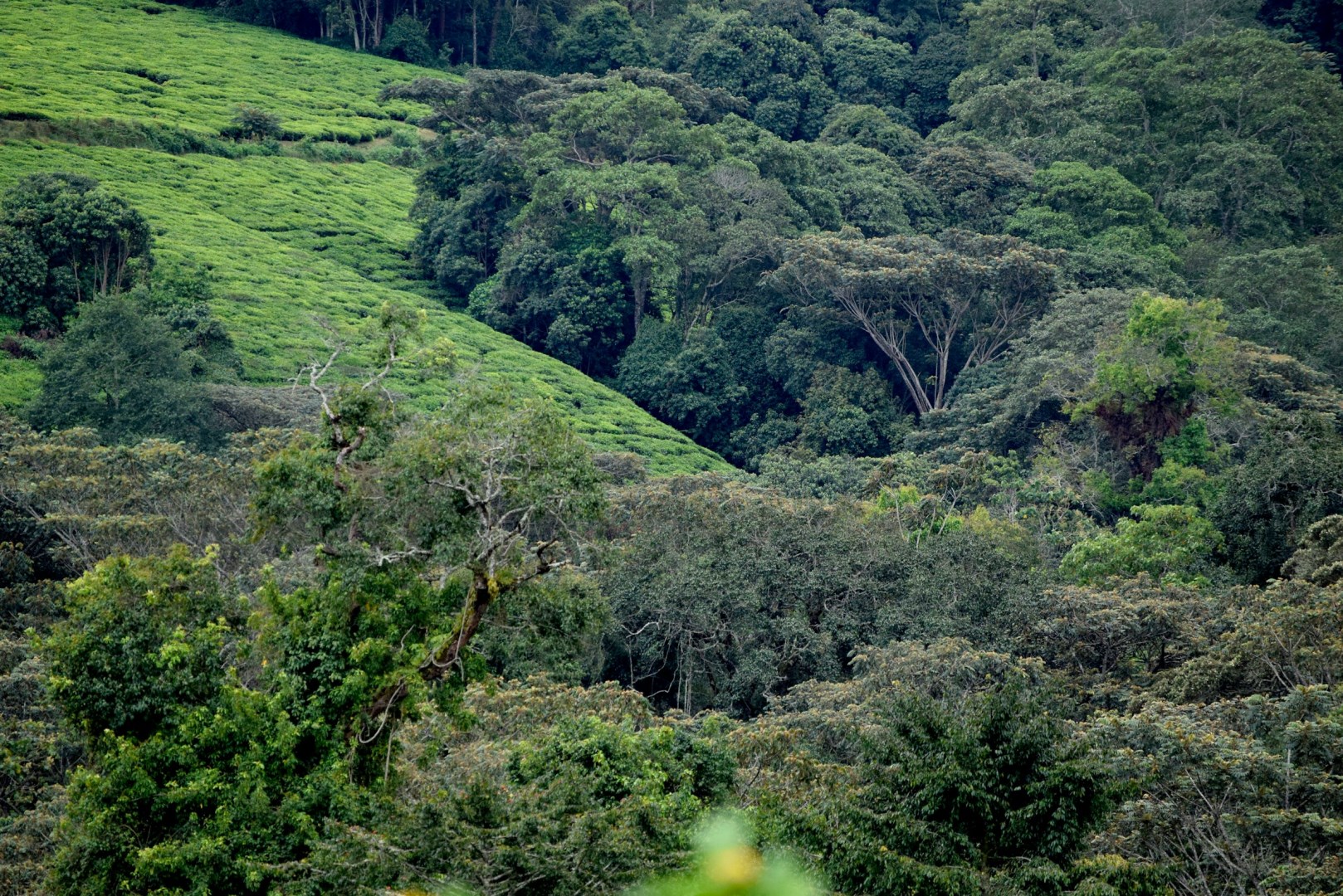 Kibira National Park