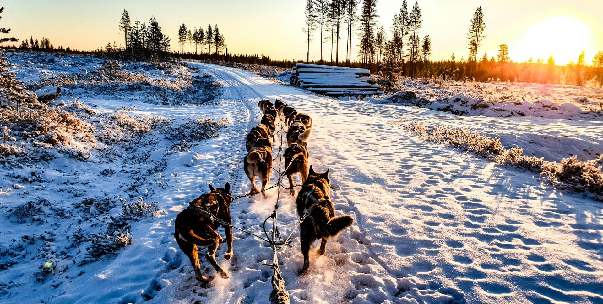  Photo Credit: Photo by Leo Mengoli on Unsplash