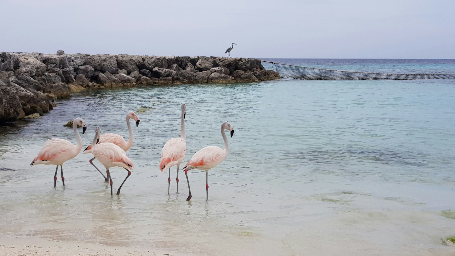Palm Island
