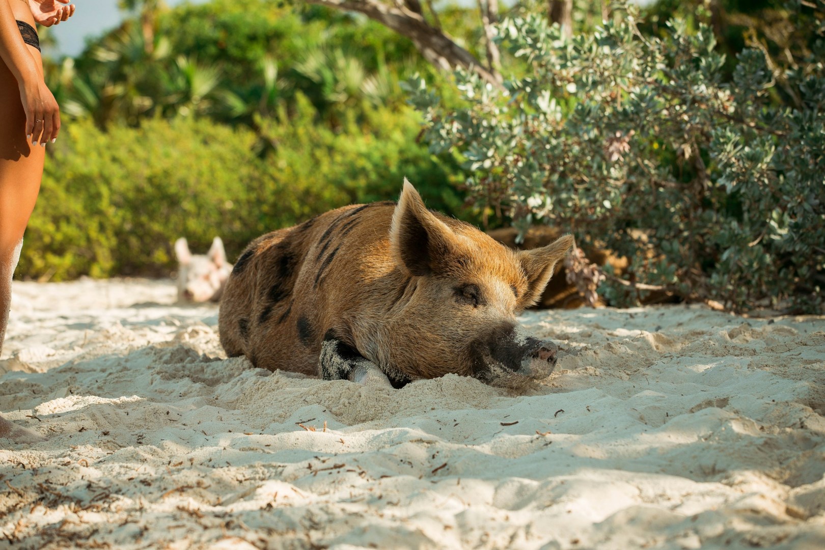 Pig Beach - Photo Credit: Photo by Roberto Nickson on Unsplash