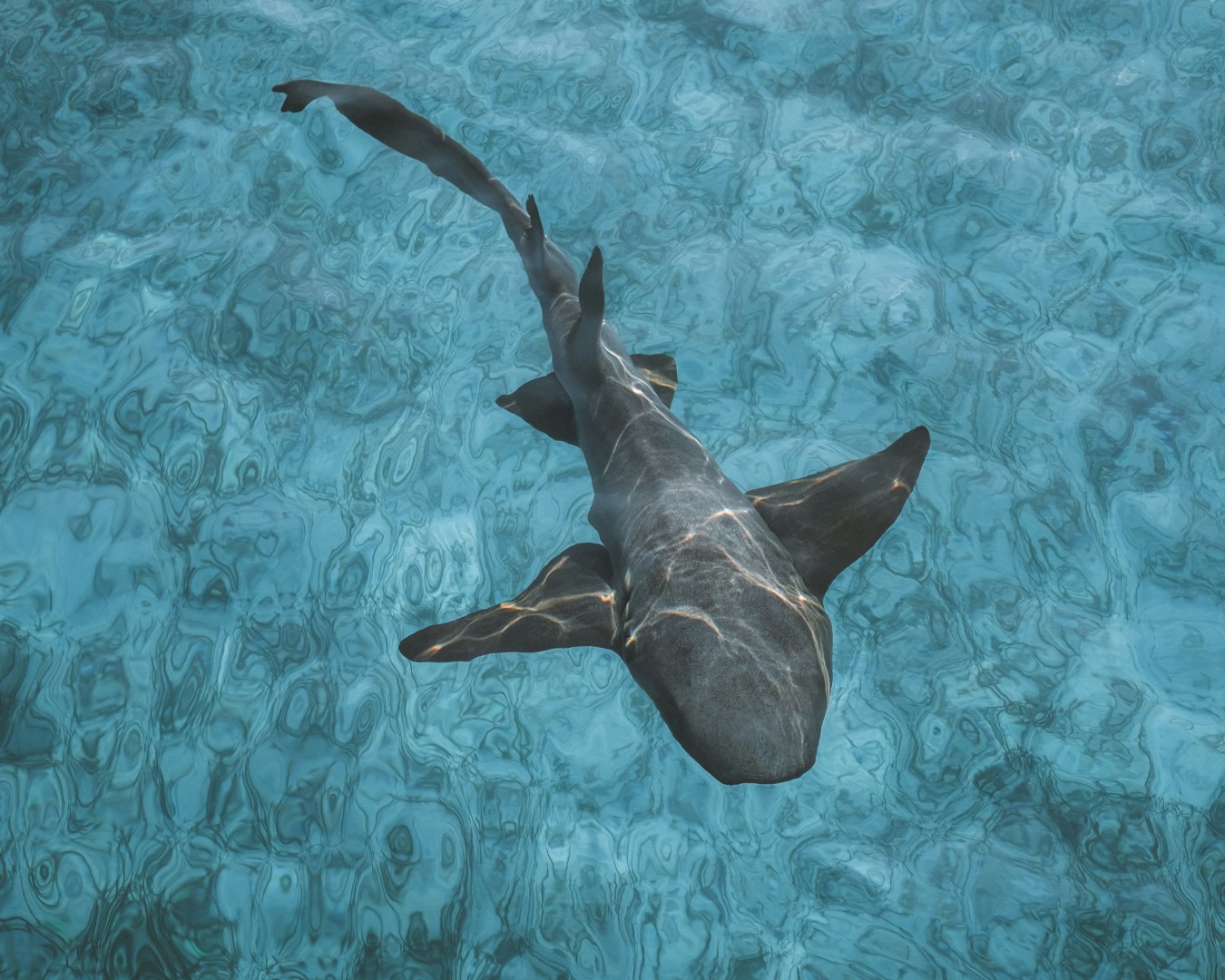 Nurse shark - Photo Credit: Photo by Ryan Geller on Unsplash