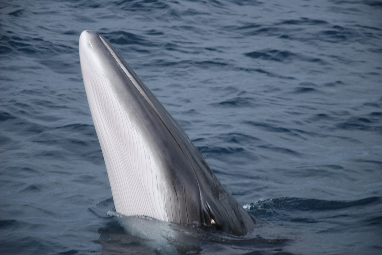 Minke Whale - Photo Credit: Photo by Igor Francetic on Unsplash