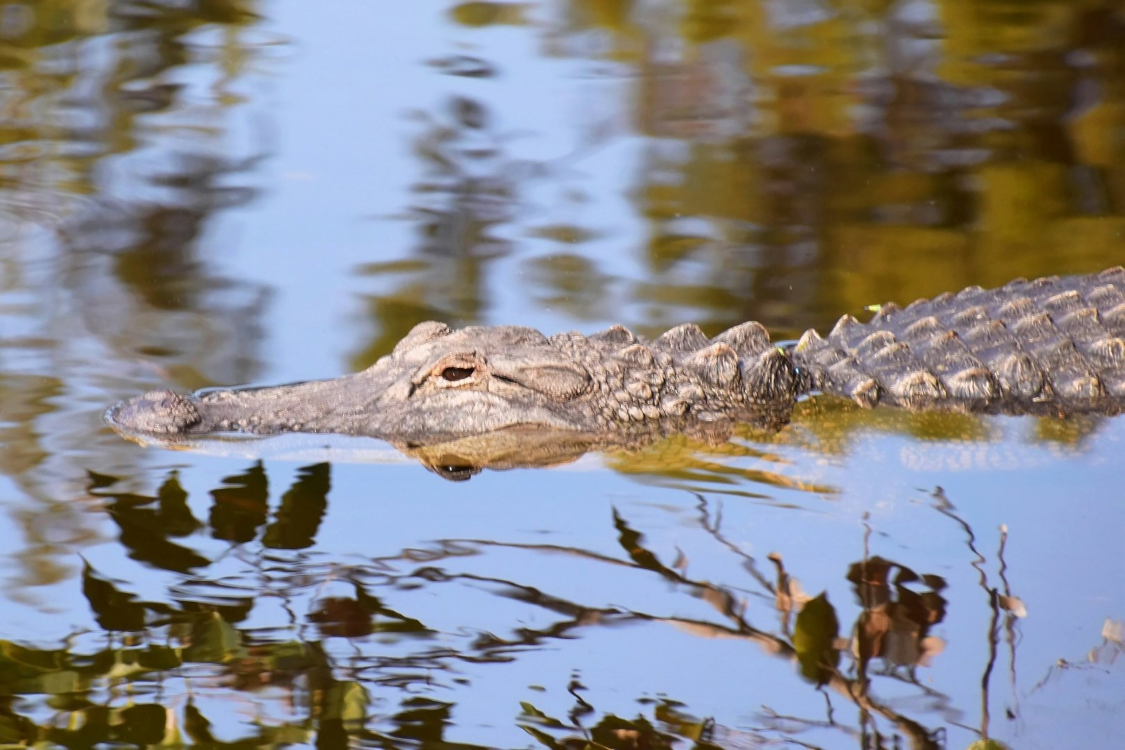 Wakodahatchee Wetlands - Photo Credit: Photo by Jeffrey Eisen on Unsplash