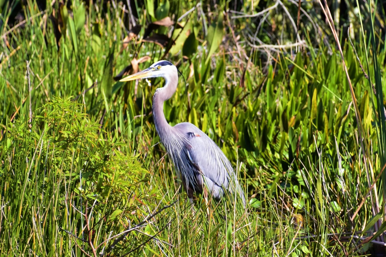 Wakodahatchee Wetlands - Photo Credit: Photo by Jeffrey Eisen on Unsplash