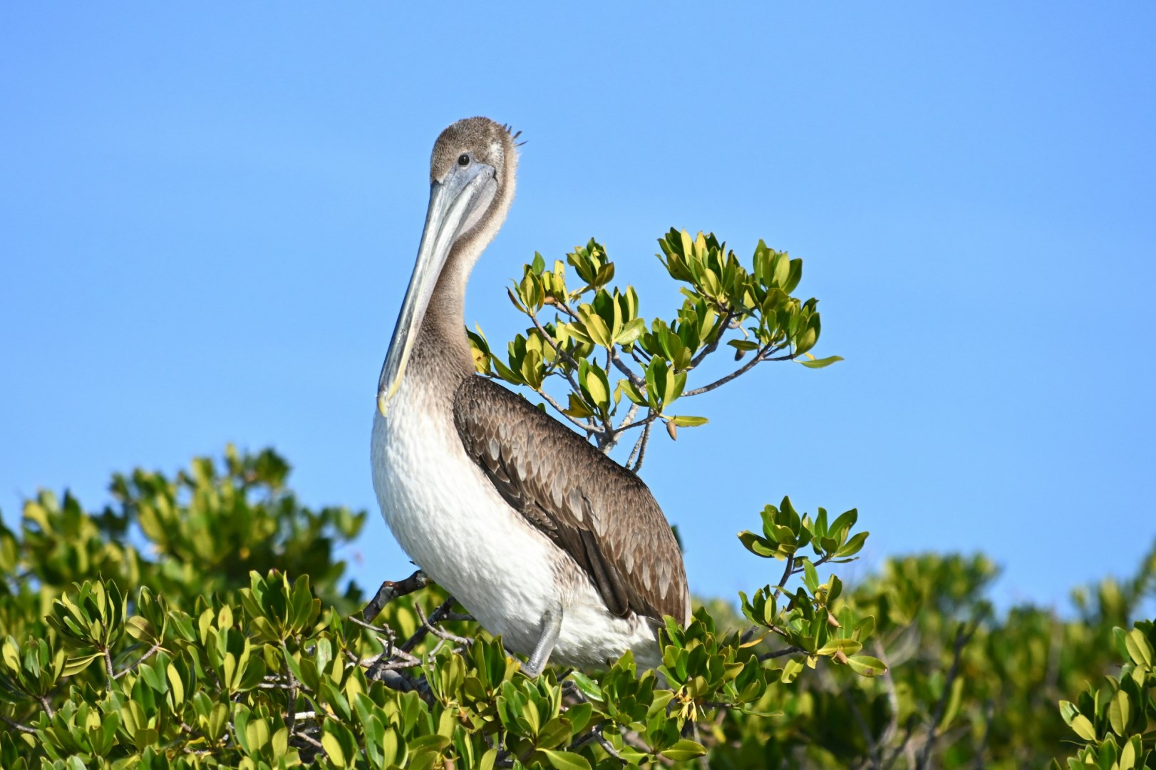 Pelican at Estero Bay - Photo Credit: Photo by J Dean on Unsplash