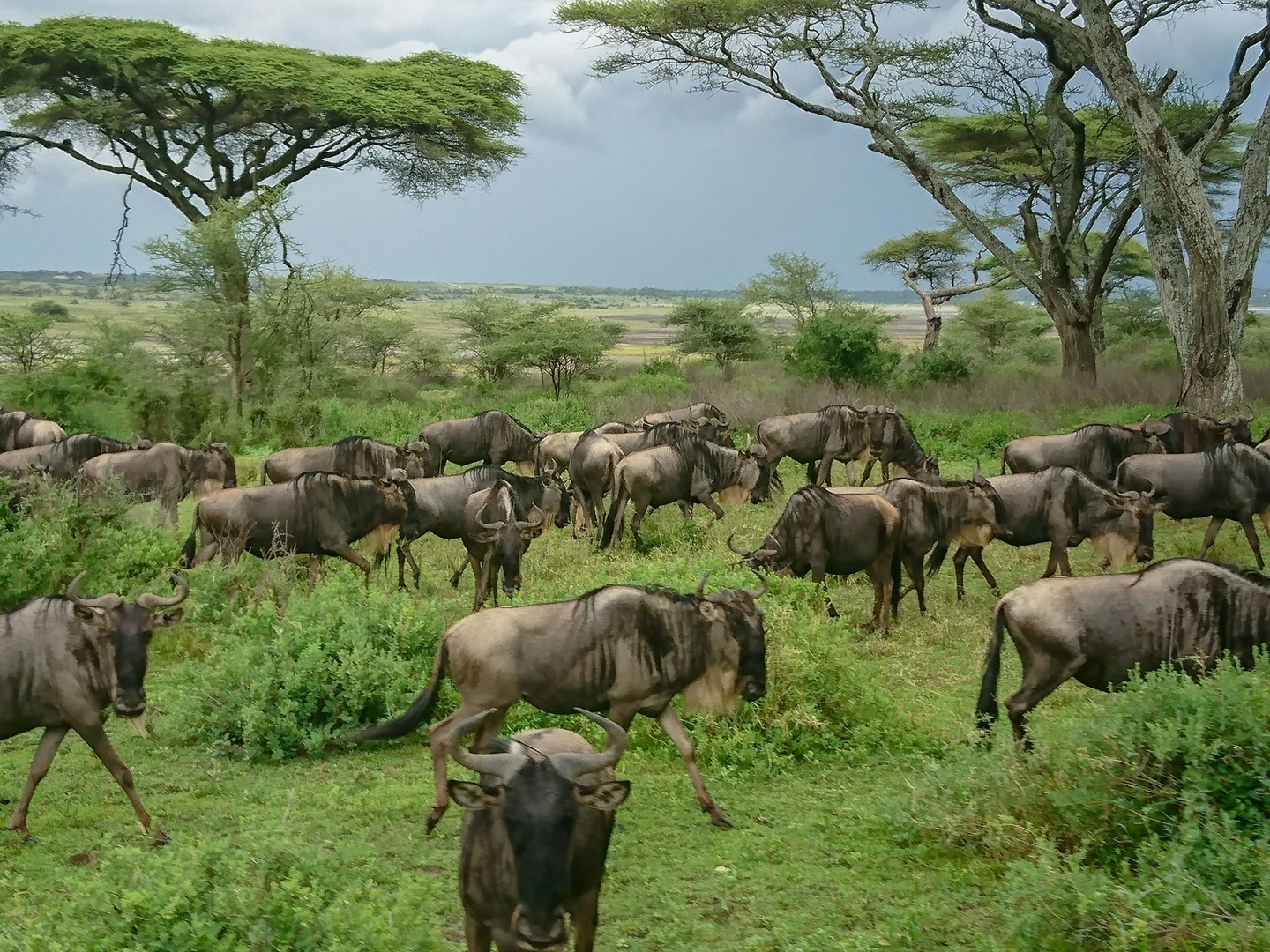 Ndutu Lake