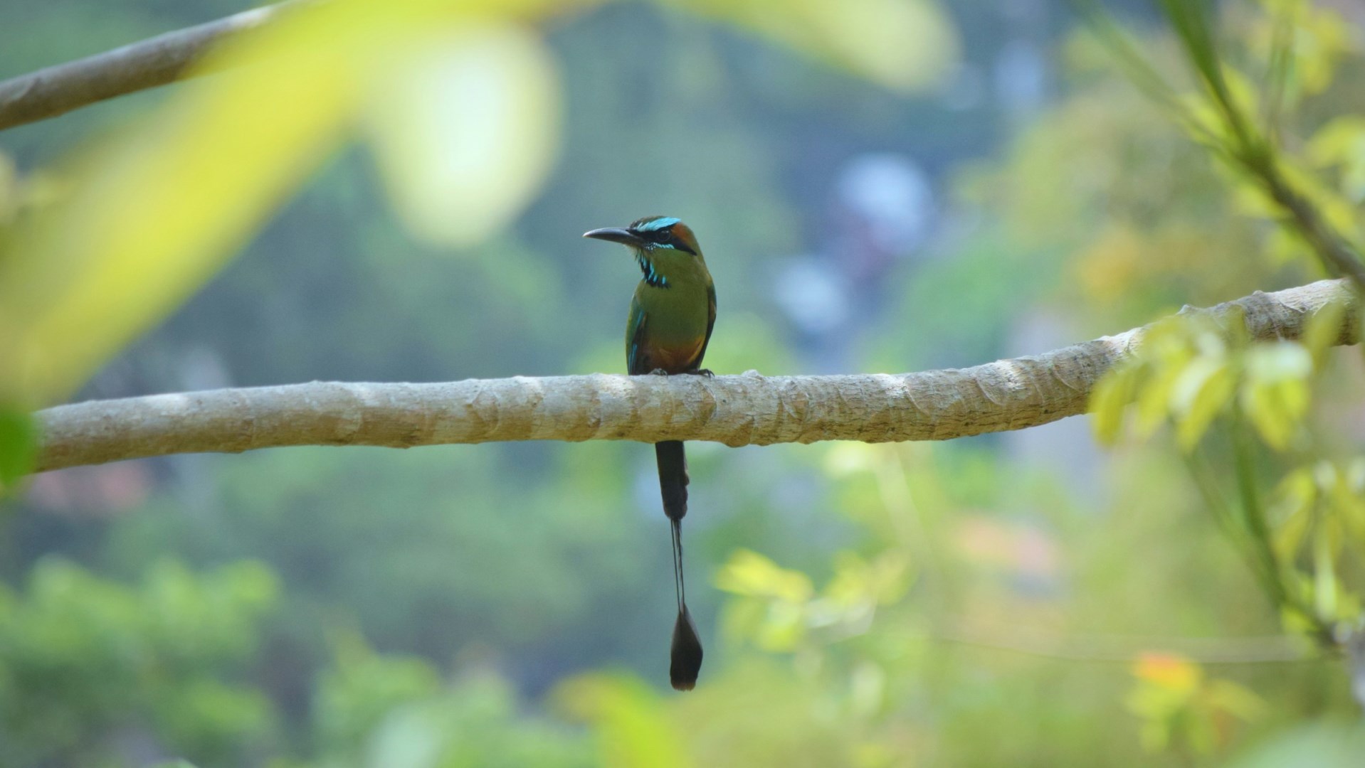 Torogoz bird - Photo Credit: Photo by Luis Rodriguez on Unsplash
