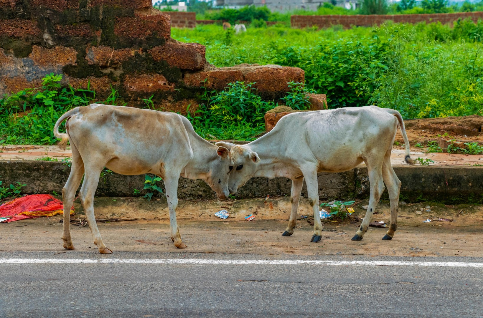  Photo Credit: Photo by Kankon Biswas on Unsplash