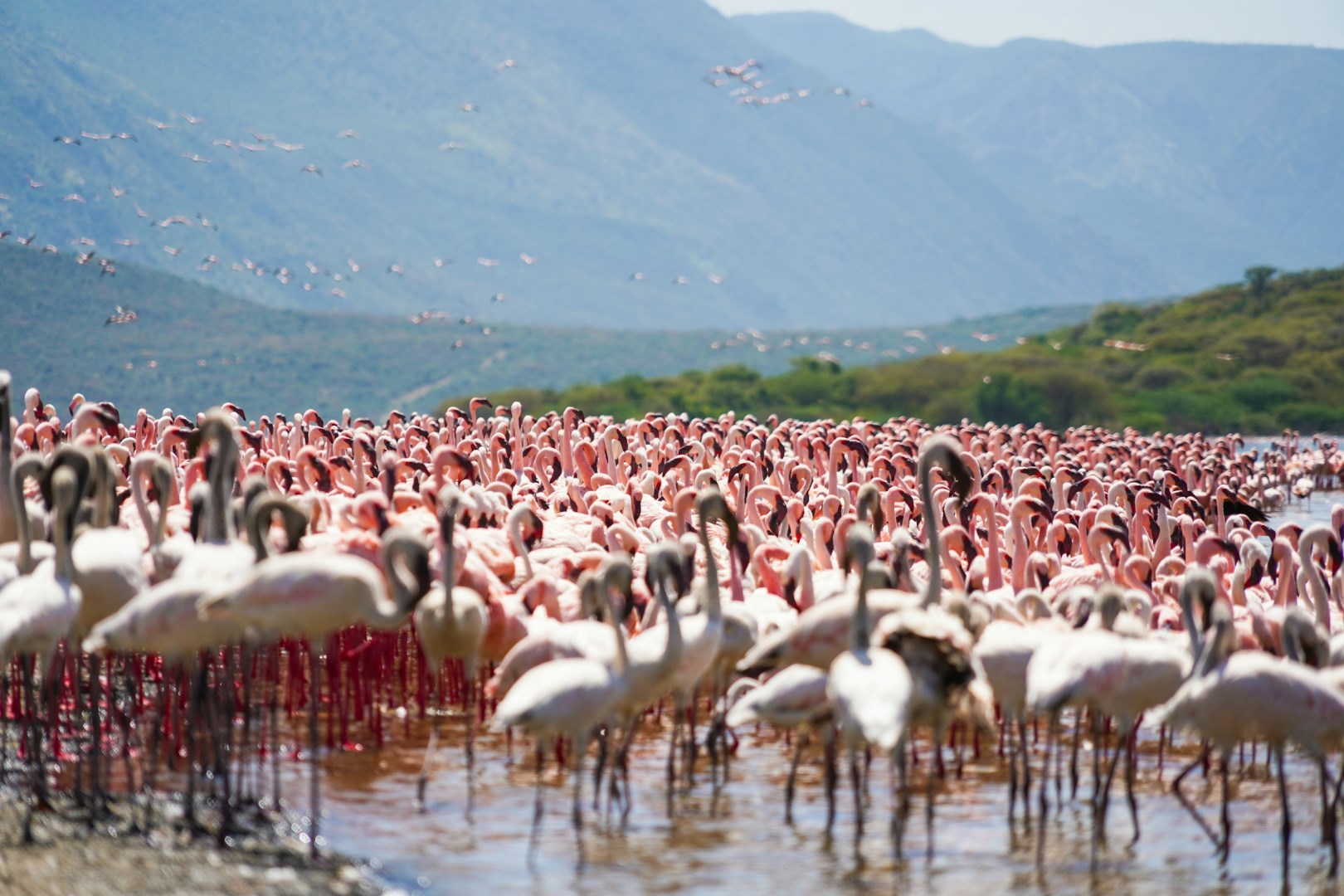 Lake Bogoria