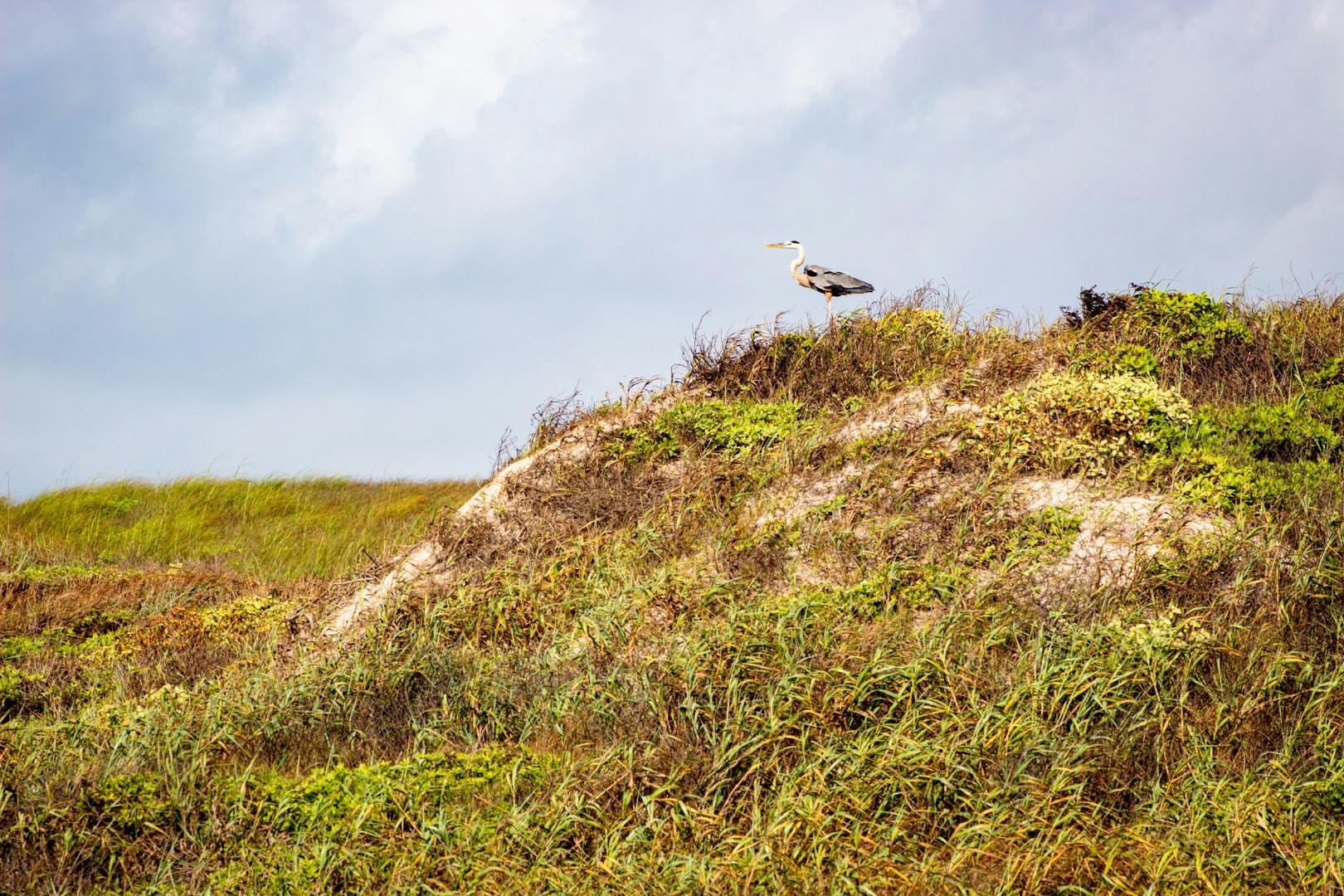 Great Blue Heron - Photo Credit: Photo by Joshua J. Cotten on Unsplash
