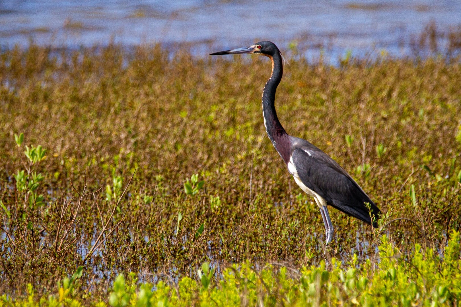 Tri-color heron - Photo Credit: Photo by Joshua J. Cotten on Unsplash