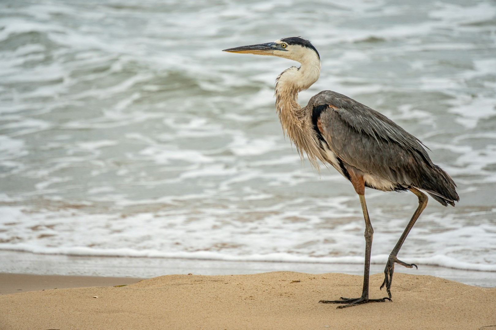  Photo Credit: Photo by Aleksandar Popovski on Unsplash