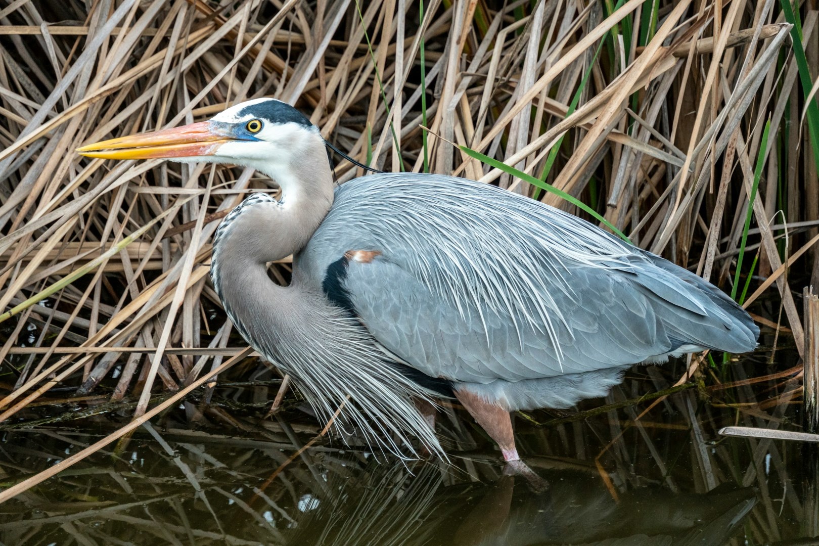 Great Blue Heron - Photo Credit: Photo by Aleksandar Popovski on Unsplash