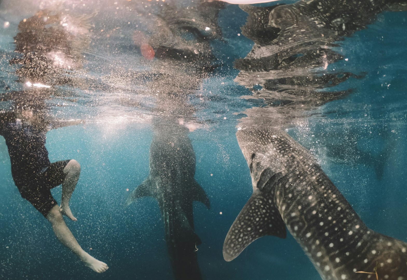  Photo Credit: Photo by Cameron Armstrong on Unsplash