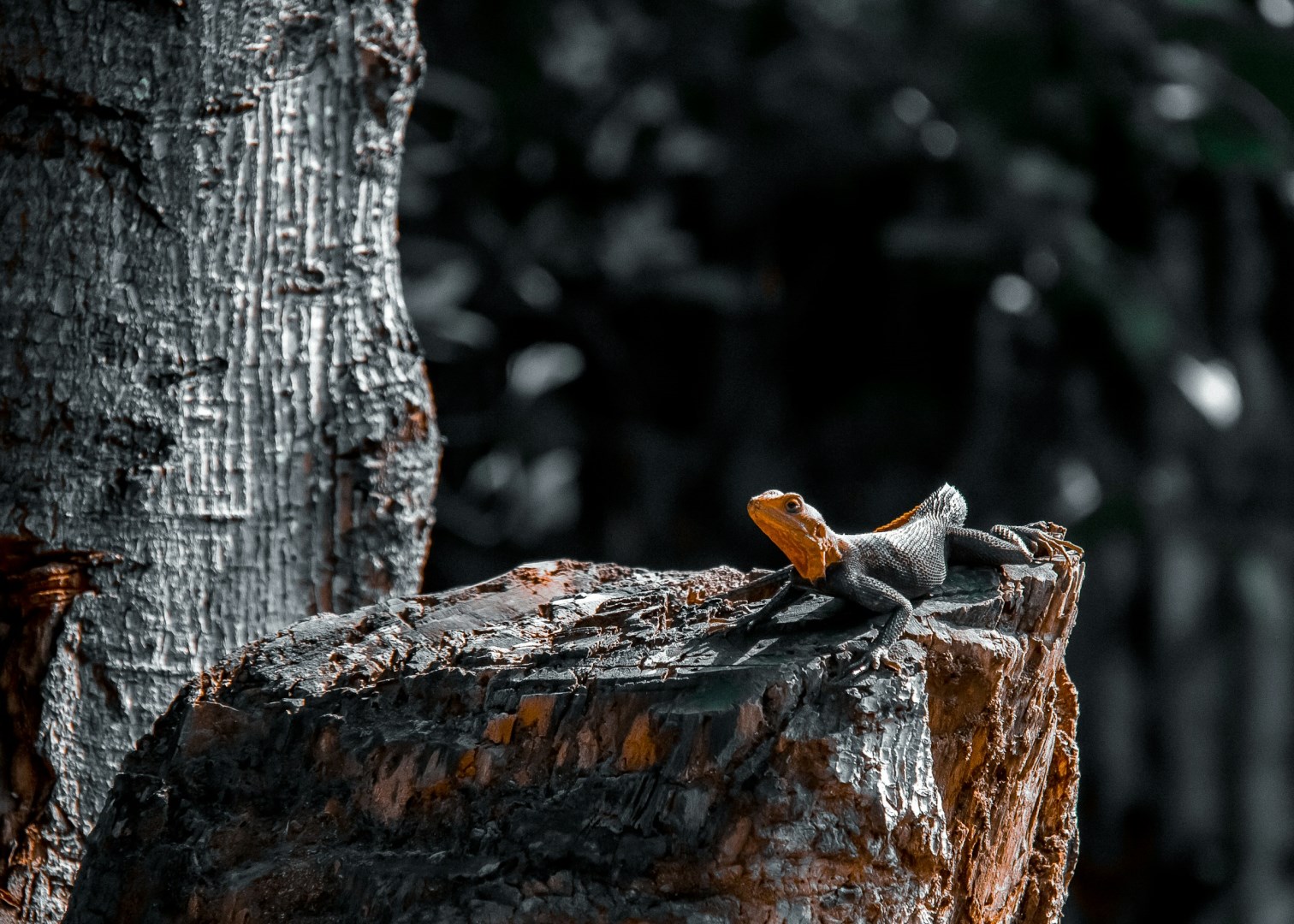  Photo Credit: Photo by JEaLiFe Pictures on Unsplash