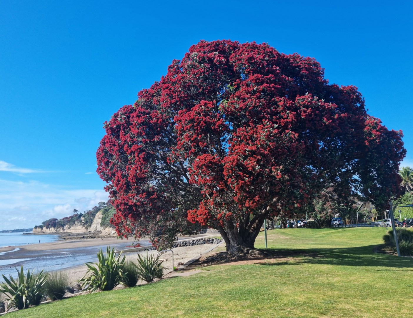 Pohūtakawa tree at Waiake Beach - Photo Credit: Photo by Martin Bridges on Unsplash