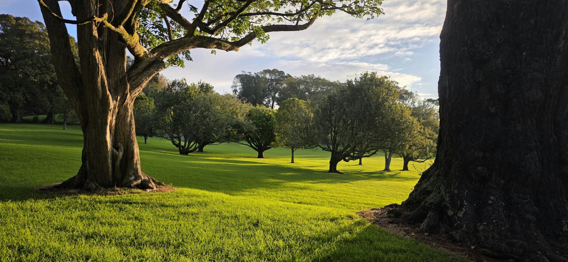 Cornwall Park - Photo Credit: Photo by Gerad Sudarshane on Unsplash