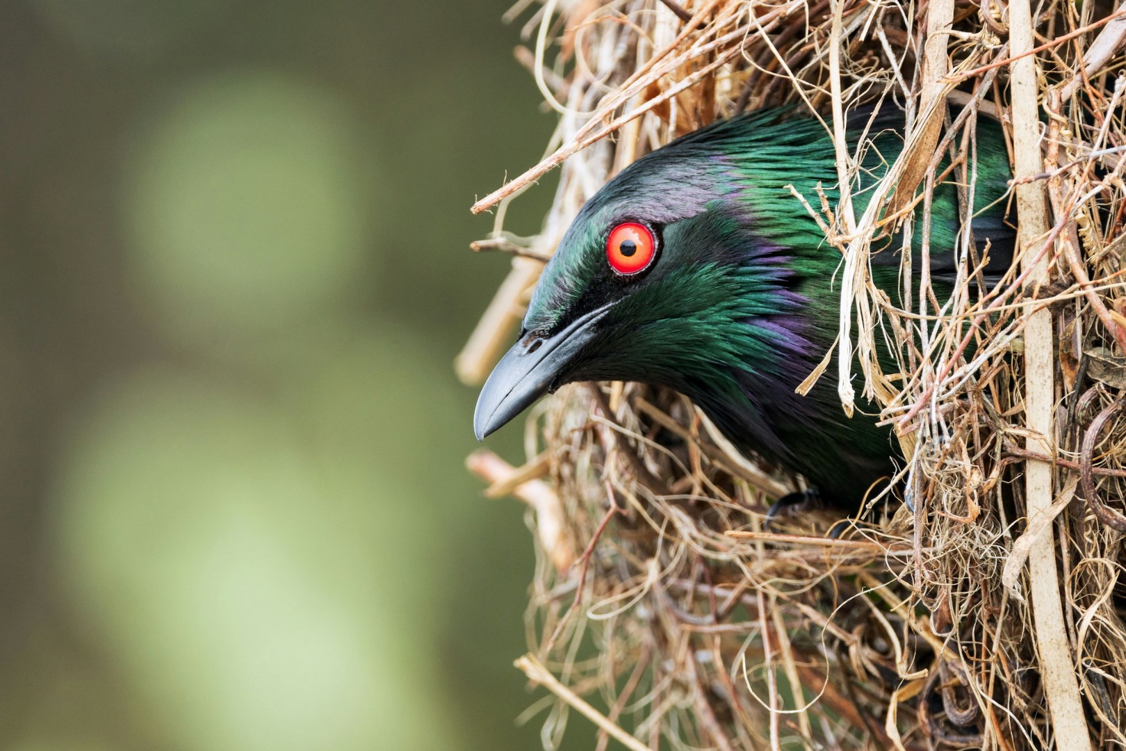 Metallic Starling - Photo Credit: Photo by David Clode on Unsplash