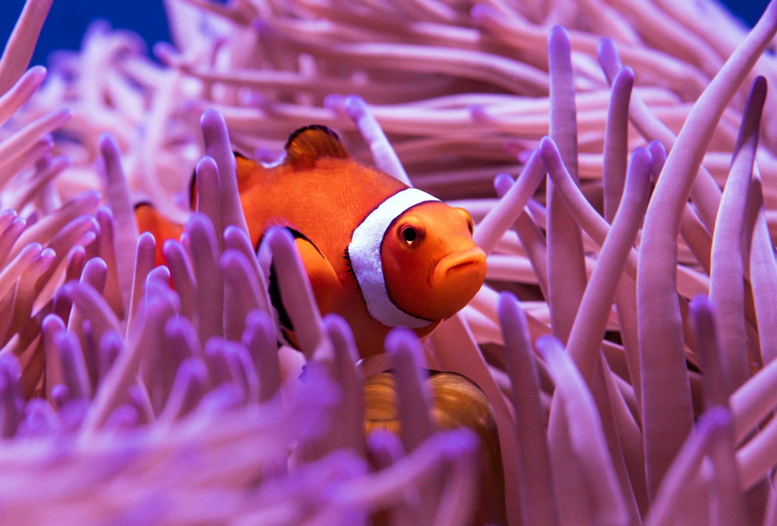 Clown Anemonefish at the Cairns Aquarium - Photo Credit: Photo by David Clode on Unsplash