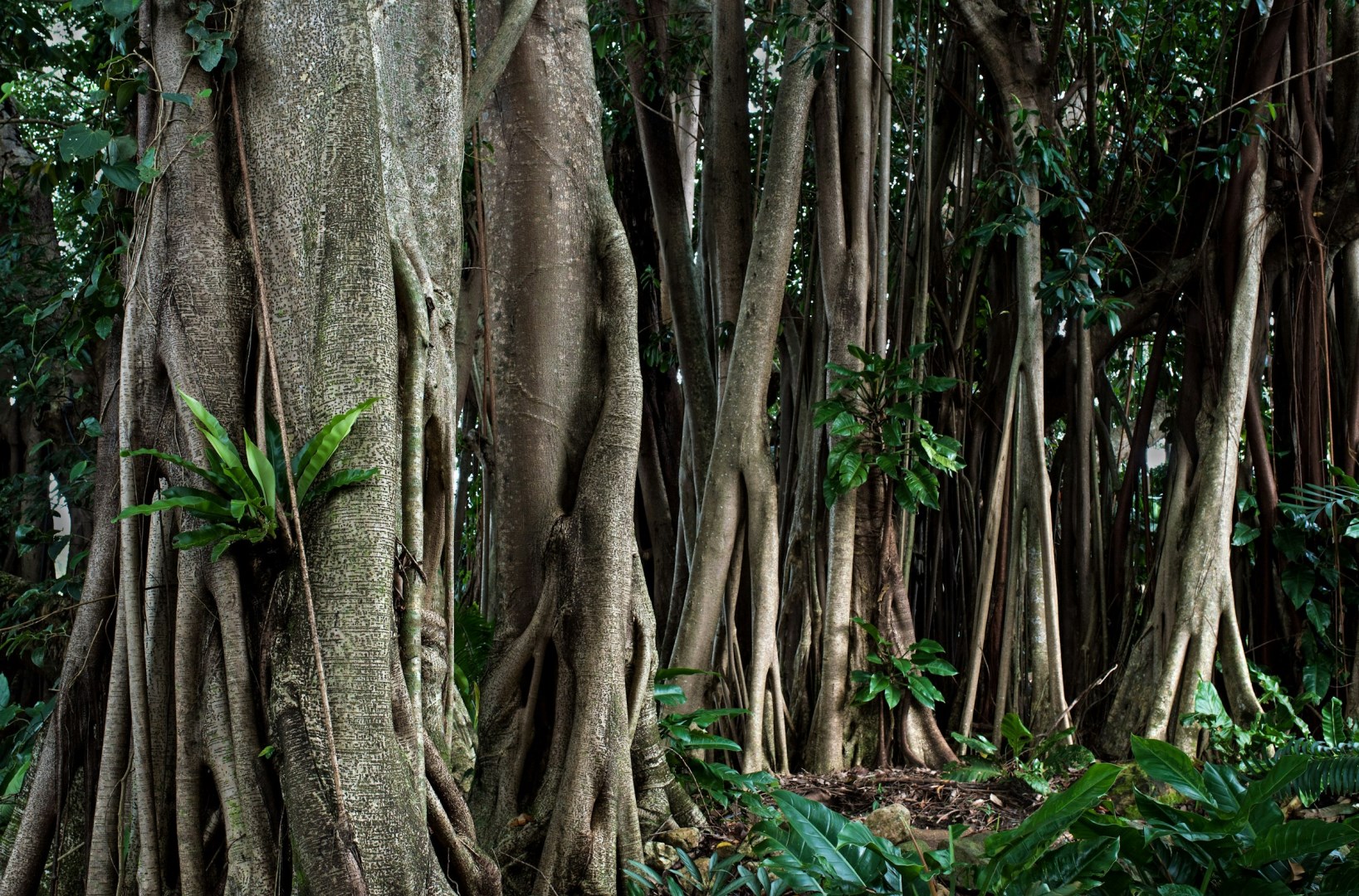 Rubber tree in Redlynch - Photo Credit: Photo by David Clode on Unsplash