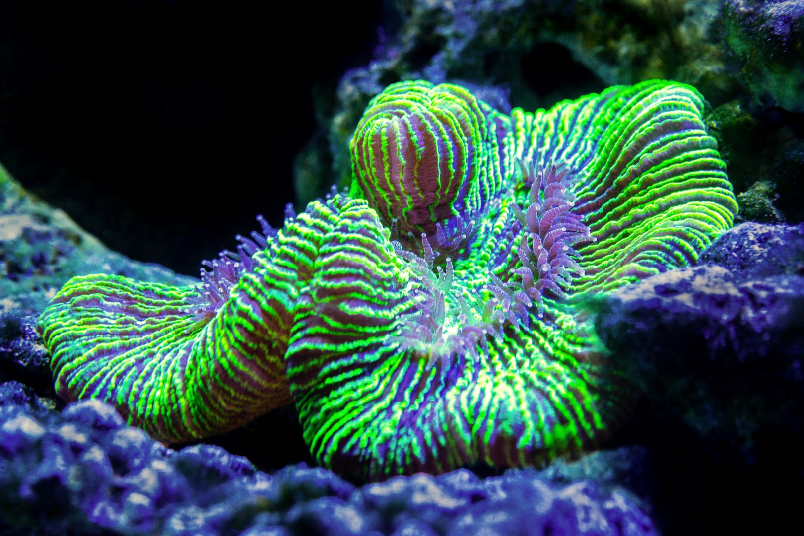 Lime green coral at the Cairns aquarium - Photo Credit: Photo by David Clode on Unsplash