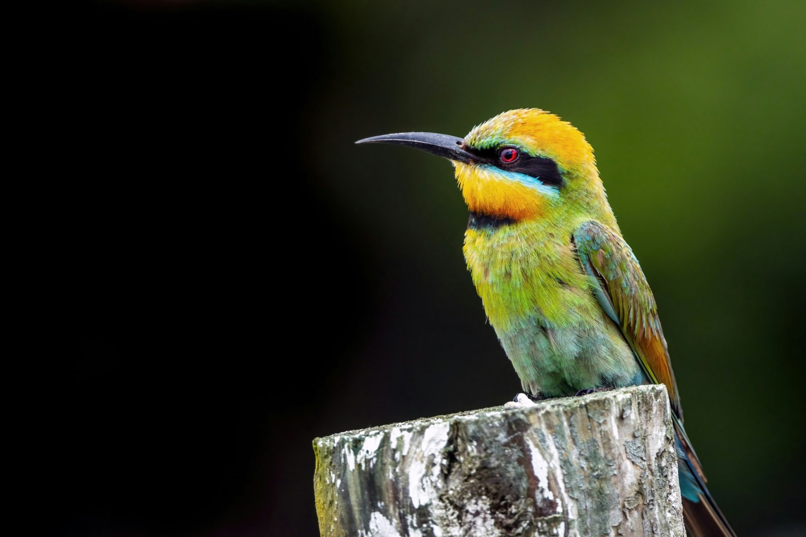 Rainbow Bee-eater - Photo Credit: Photo by David Clode on Unsplash
