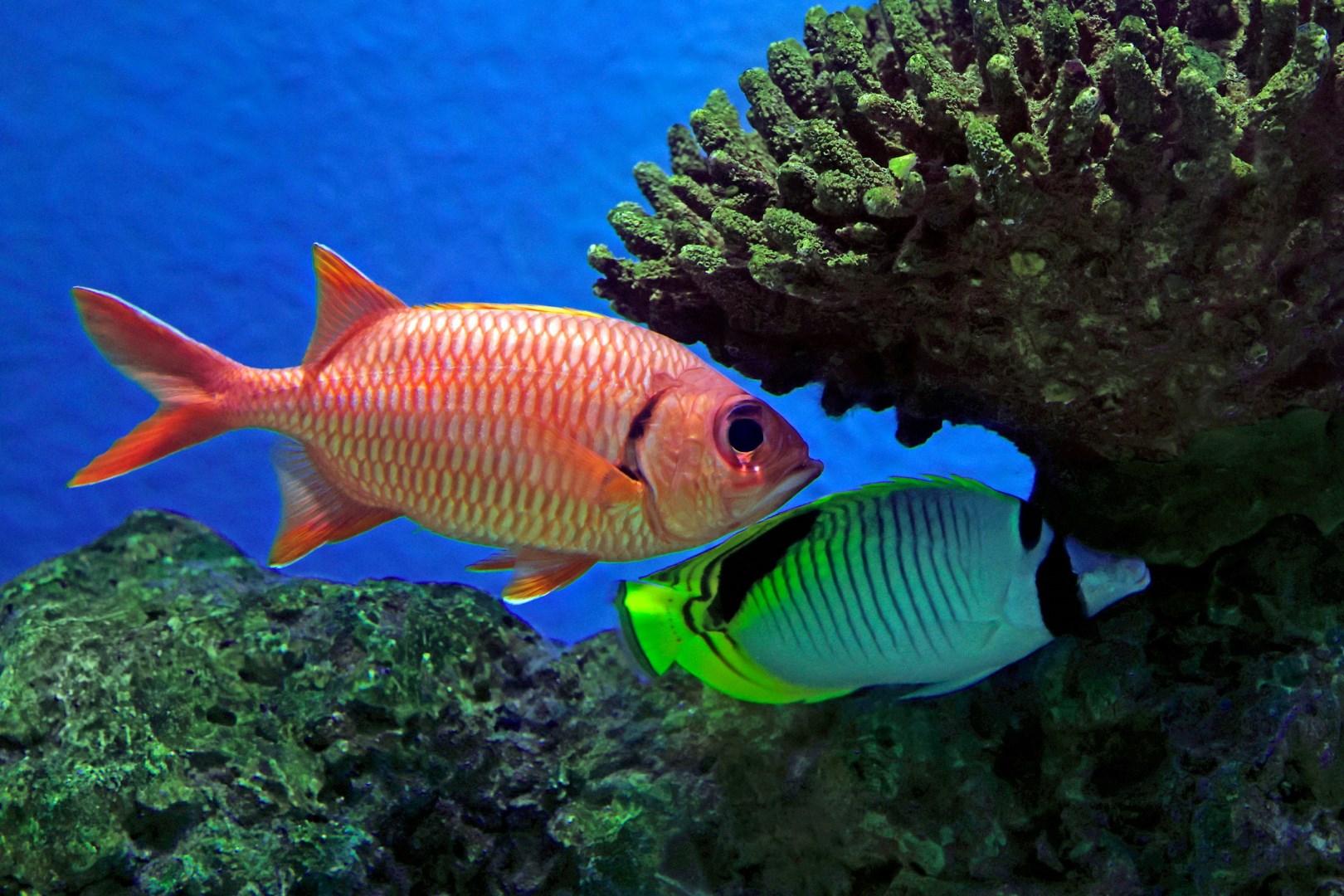 Squirrelfish (left) and a Lined Butterflyfish at Cairns Aquarium - Photo Credit: Photo by David Clode on Unsplash