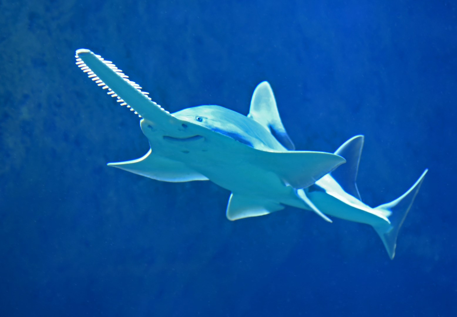 Freshwater sawfish at Cairns Aquarium - Photo Credit: Photo by David Clode on Unsplash