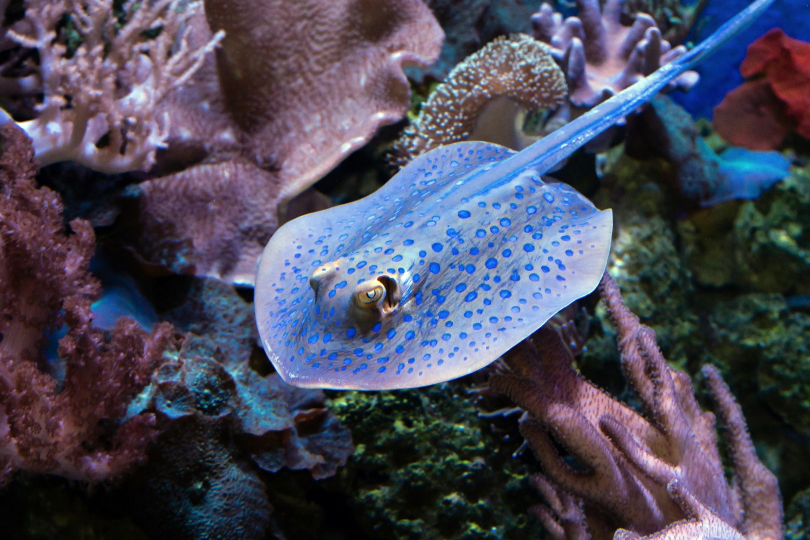 Blue-spotted ray at Cairns Aquarium - Photo Credit: Photo by David Clode on Unsplash