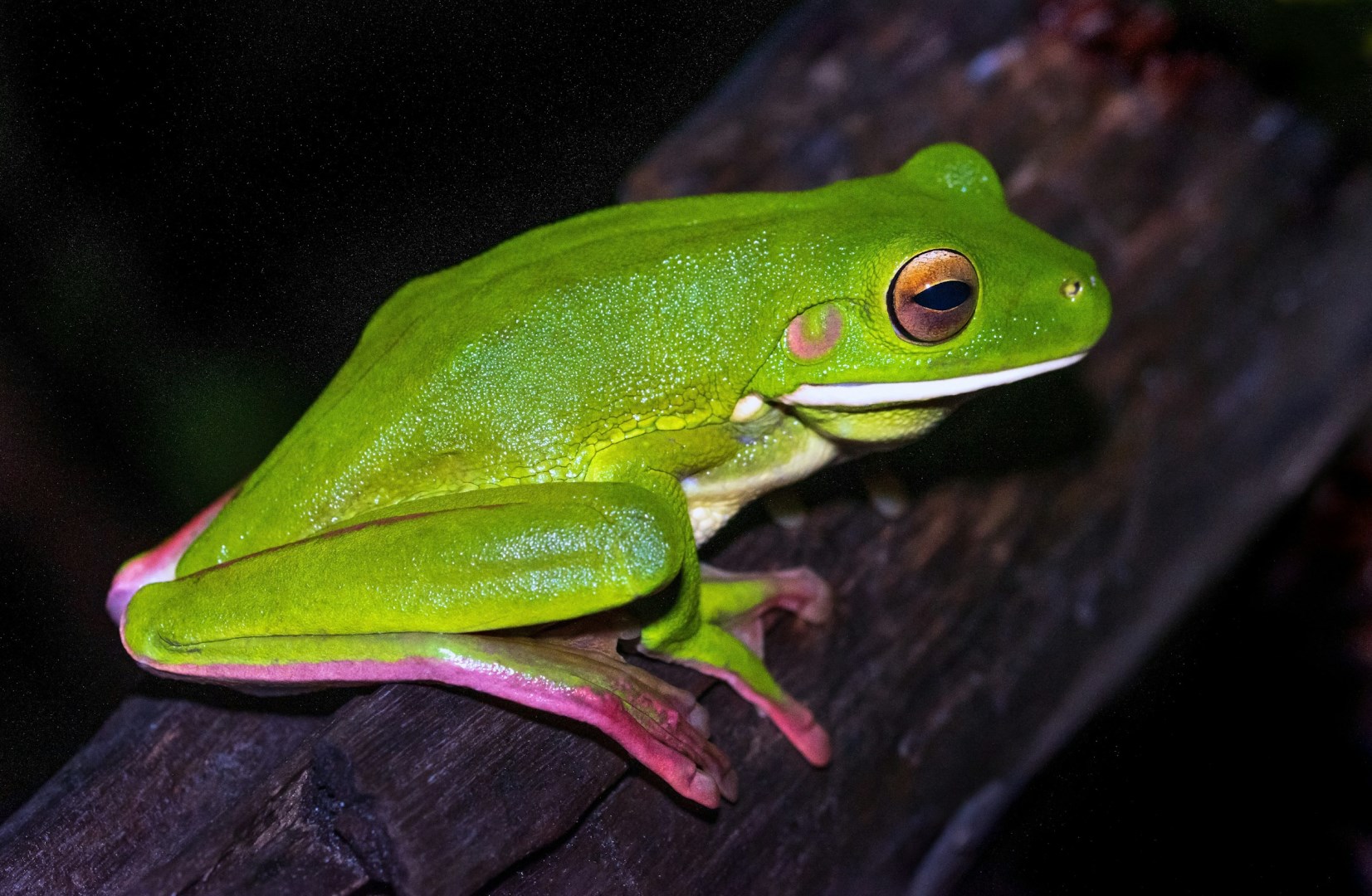 White-lipped Tree Frog - Photo Credit: Photo by David Clode on Unsplash