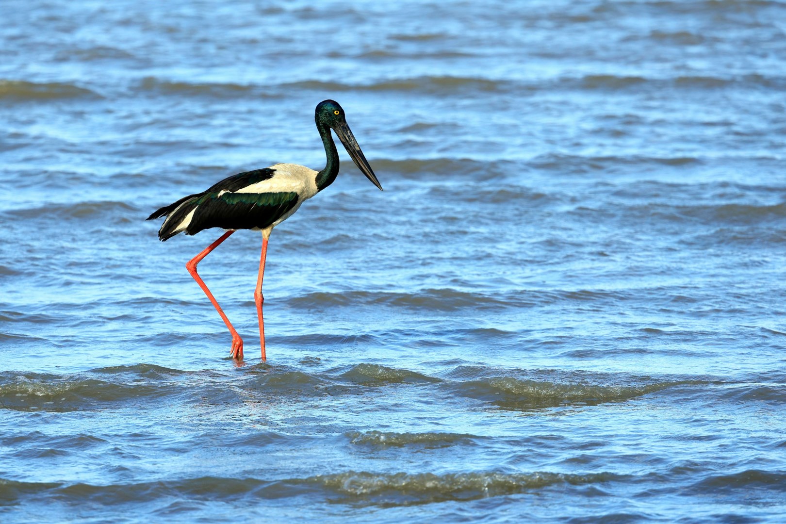Jabiru or Black-necked stork - Photo Credit: Photo by David Clode on Unsplash