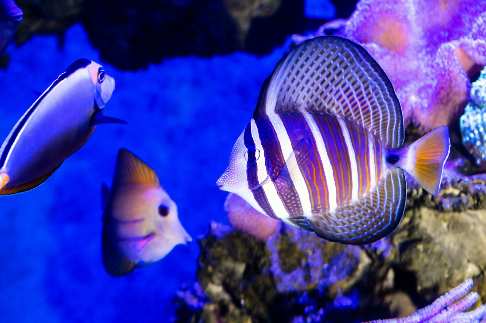Sailfin Tang at the Cairns Aquarium - Photo Credit: Photo by David Clode on Unsplash