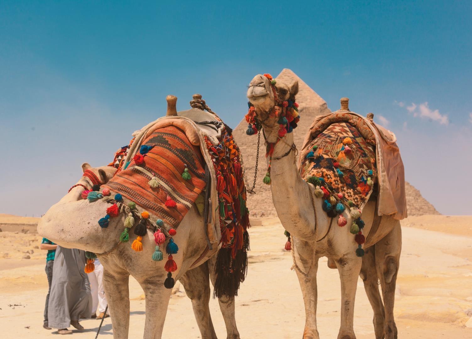 Camels in Cairo, Egypt Camels in Cairo, Egypt - Photo Credit: Omar Elsharawy