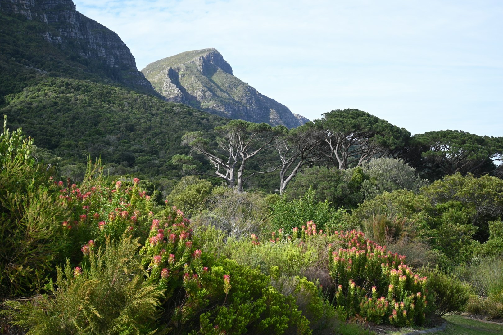 Kirstenbosch National Botanical Garden - Photo Credit: Photo by Tanya Paquet on Unsplash