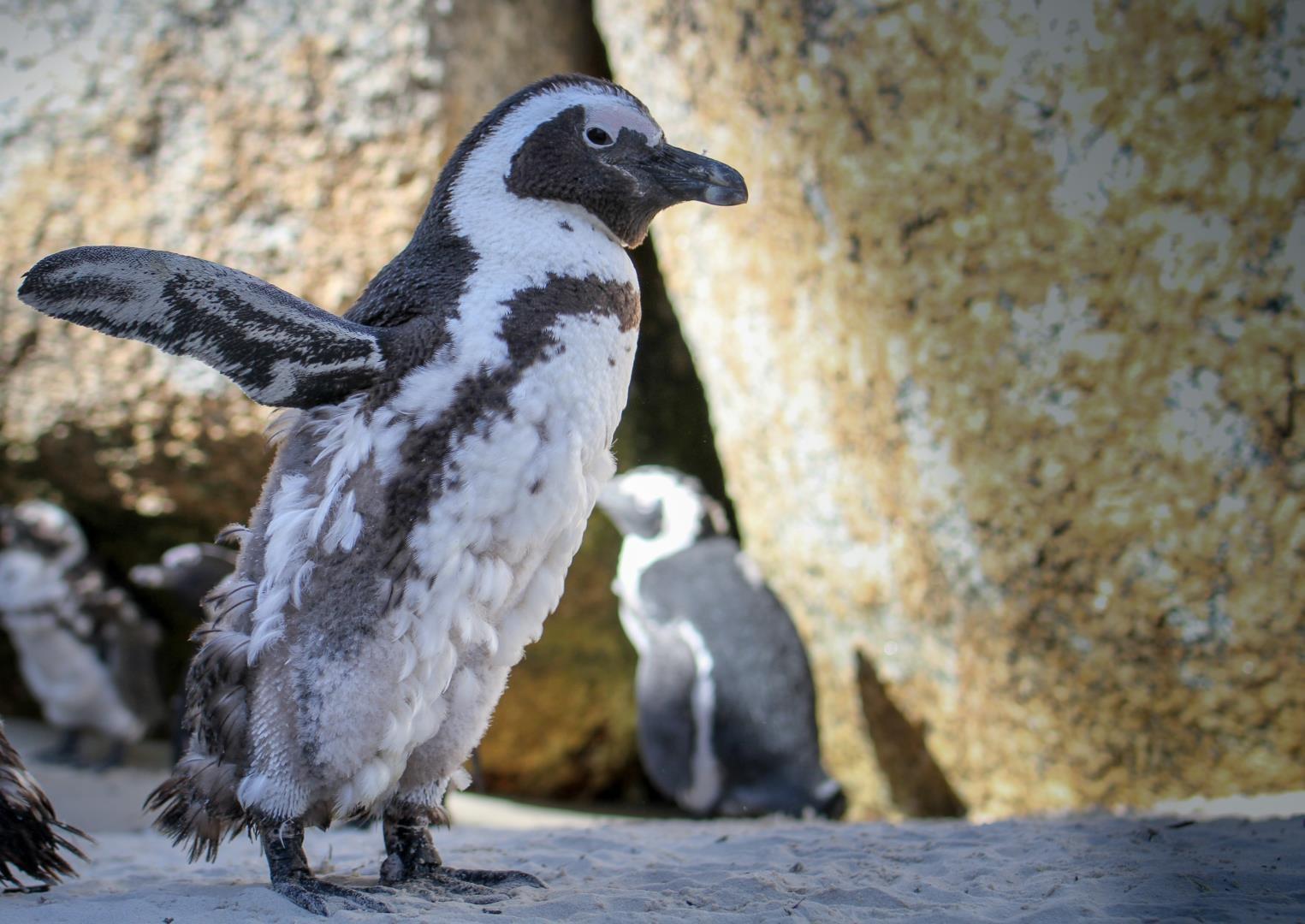 Penguin on Boulders Beach Penguin on Boulders Beach - Photo Credit: Fungai Tichawangana