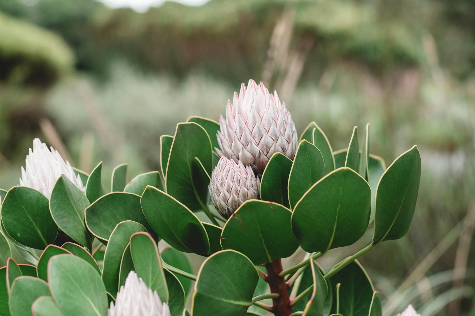 Kirstenbosch Botanical Gardens - Photo Credit: Photo by Laura Flint on Unsplash