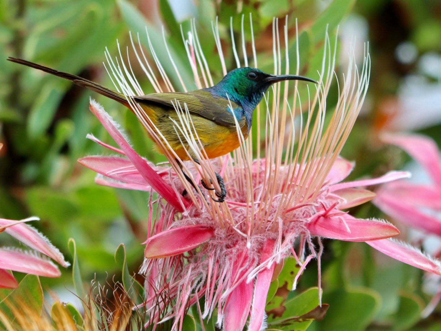 Orange-breasted Sunbird at Kirstenbosch National Botanical Garden - Photo Credit: Photo by Hongbin on Unsplash