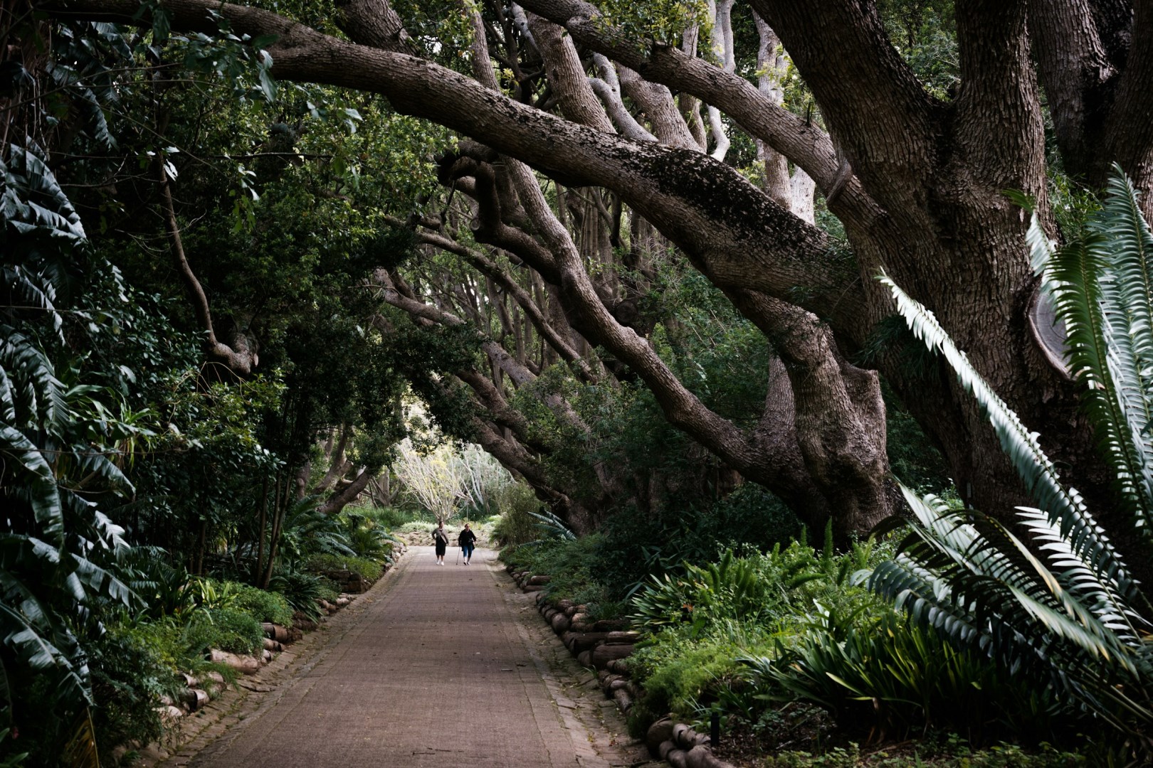 Kirstenbosch National Botanical Garden - Photo Credit: Photo by Joshua Kettle on Unsplash