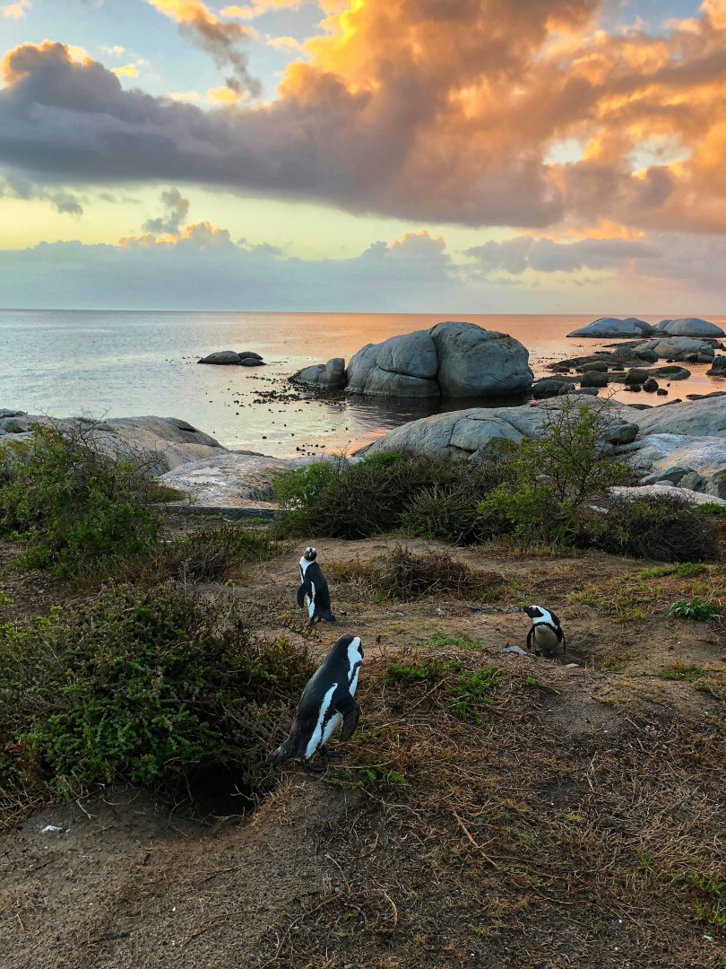 Boulders Beach - Photo Credit: Photo by Austin Distel on Unsplash