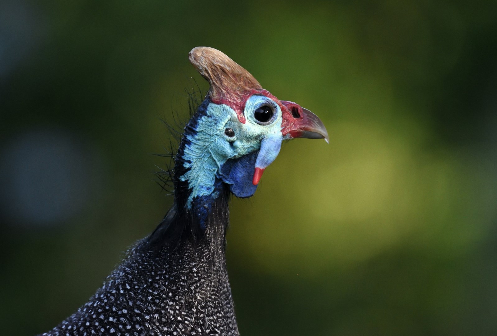 Helmeted Guineafowl - Photo Credit: Photo by Johan Schultz on Unsplash
